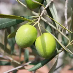 Due olive verdi pendono da un ramo. Imparare a riconoscere le varietà di olivo è un'arte affascinante.