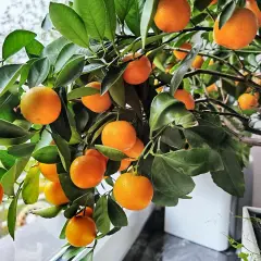 Un arbuste de citrus calamondin porte de nombreux fruits orange vif et des feuilles vertes luxuriantes.