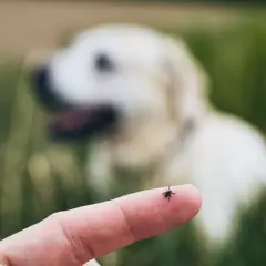 Eine Zecke auf einem Finger, im Hintergrund ein unscharfer Hund. Grasmilben sind eine Gefahr für Hunde.