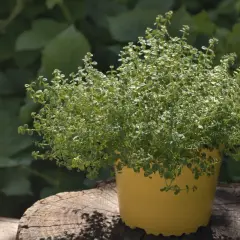 Krzewiący się tymianek w żółtej doniczce na pniu drewna. Czy tymianek jest wieloletni? Tak, ten aromatyczny krzew będzie cieszył latami.