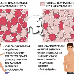 Vergleich von Muskelfasertypen 1 (rot, ausdauernd) und 2 (weiß, kraftvoll).