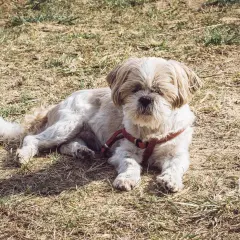 Mały piesek Shih Tzu leży na trawie. Zastanawiasz się, czy pies może jeść ryż? Tak, gotowany ryż jest bezpieczny dla psów.