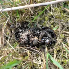 En hög med djurspillning, troligen från ett vilt djur, ligger på marken bland gräs och mossa. Spillningen innehåller rester av insekter.