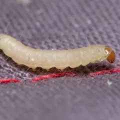 Jasnożółty robak z brązową głową na szarym tle z czerwoną nicią.