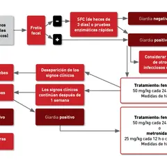 Diagrama de flujo para diagnóstico y tratamiento de perros con síntomas gastrointestinales, incluyendo pruebas para giardia.