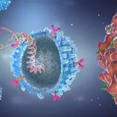 Immuntherapie in der Onkologie: T-Zelle greift Krebszelle an. Blaue T-Zellen umgeben eine Krebszelle, die von grünen Antikörpern markiert ist.