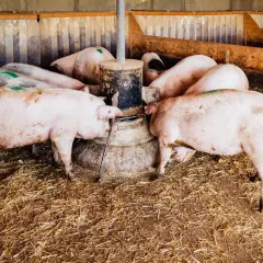 Plusieurs cochons femelles se pressent autour d'un distributeur de nourriture dans une porcherie.