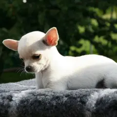 Mały, biały szczeniak chihuahua leży na szarym posłaniu. Idealne miejsce, gdzie powinien spać szczeniak, zapewniając mu komfort i bezpieczeństwo.