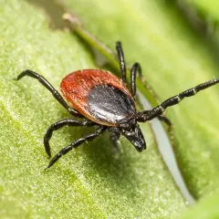 ¿De dónde salen las garrapatas en mi casa y cómo prevenir su ingreso?