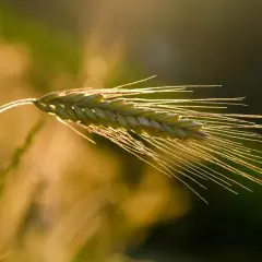 Złocisty kłos pszenicy, oświetlony słońcem, z długimi, delikatnymi włoskami. To obraz pola, gdzie czeka antyslegacz na pszenicę.