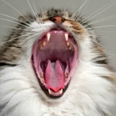 ¿A los gatos se les caen los dientes de leche? Todo lo que debes saber