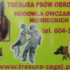 Tresura owczarka niemieckiego: Kompletny przewodnik po szkoleniu psa