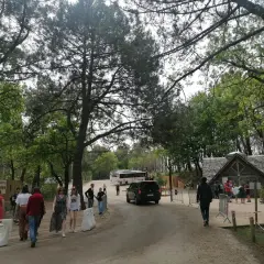L'aire de camping-car près de la Dune du Pilat accueille des visiteurs. Des bus et des voitures circulent sur la route bordée d'arbres.