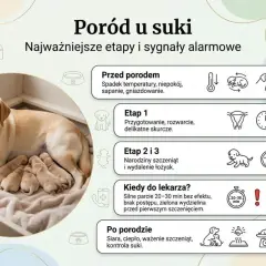 Szczęśliwa suka labrador z kilkoma nowo narodzonymi szczeniętami, ilustrująca etapy porodu psa.