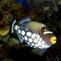 Un pez ballesta payaso, con su boca amarilla y cuerpo de lunares blancos, nada entre corales oscuros.