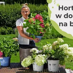 Jak podlewać hortensje w doniczce, by uniknąć ich więdnięcia