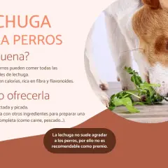 Un perro come lechuga, demostrando que los perros pueden comer lechuga. Es baja en calorías y rica en fibra.