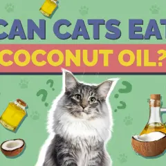 A fluffy cat looks at the question "Can cats eat coconut oil?" surrounded by coconuts and oil bottles.