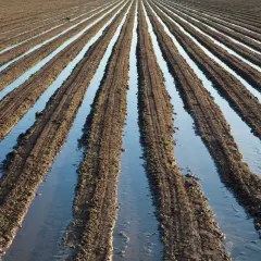 Campi coltivati con solchi pieni d'acqua, un esempio di irrigazione per sommersione che nutre la terra.