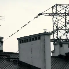Dlaczego ptaki nie razi prąd? Odkryj tajemnice ich bezpieczeństwa