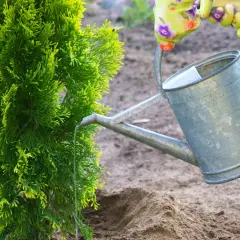 Podlewanie młodej tui. Właściwa ziemia pod tuje to klucz do jej zdrowego wzrostu.