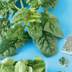 Frischer Spinat und gefrorene Spinatwürfel auf blauem Hintergrund. Spinat bei Magen-Darm-Beschwerden kann eine sanfte Option sein.