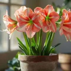 Magnifique amaryllis en pot, ses fleurs aux rayures roses et blanches illuminent la pièce. Un bel exemple d'amaryllis entretien réussi.