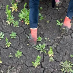 Ręce w rękawiczkach wyrywają chwasty z suchej, spękanej ziemi. To jak walka z niechcianymi roślinami, gdzie herbicyd totalny mógłby być szybkim rozwiązaniem.