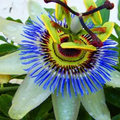 Eine exotische Passionsblume mit blauen Filamenten und grünen Blättern. Die richtige Passionsblume Pflege ist entscheidend für diese Schönheit.