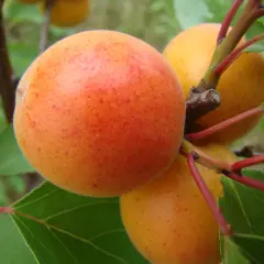 Dojrzałe morele Early Orange na gałęzi z zielonymi liśćmi.