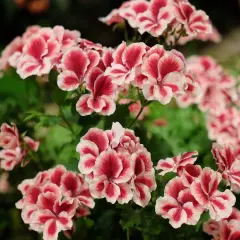 Kwitnące pelargonie angielskie w odcieniach różu i bieli tworzą bujne, kolorowe kępy.