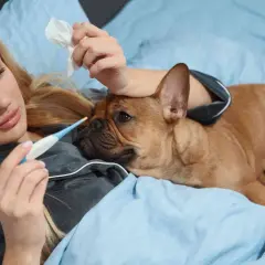Mujer con termómetro y perro en cama. ¿Fiebre en perros como bajarla?