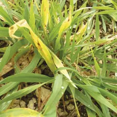 Plantes d'orge atteintes de jaunisse nanisante, montrant des feuilles vertes et jaunes avec des taches brunes.