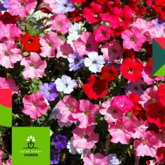 Kolorowe petunie w odcieniach różu, czerwieni i fioletu. Widać, jak wygląda petunia – jej lejkowate kwiaty tworzą gęsty kobierzec.