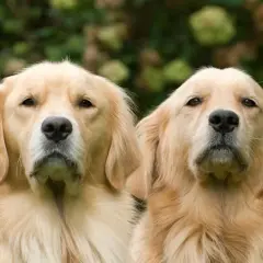 Dwa urocze psy rasy golden retriever, z piękną, złotą sierścią, patrzą w obiektyw.