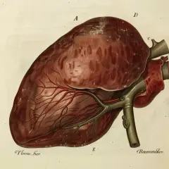 Ilustracja przedstawia ludzką wątrobę z naczyniami krwionośnymi. Wątroba, kluczowy organ, jest tu ukazana w szczegółach, niczym dzieło sztuki, a nie jak kawa.