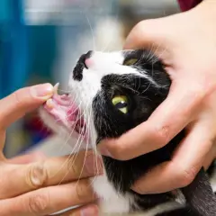 Gato blanco y negro con una herida en la comisura de la boca, examinada por manos.
