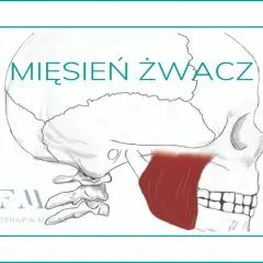 Mięsień żwacz na rysunku czaszki. Wzmocnij go ćwiczeniami dla lepszego żucia.