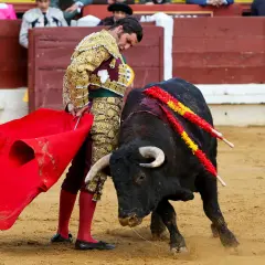 Un torero con traje de luces se enfrenta a un toro bravo en la arena. Esto es parte de lo que es tauromaquia, una tradición española.