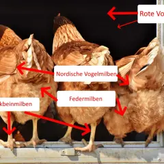 Hühner mit roten Pfeilen, die auf verschiedene Milbenarten zeigen: Rote Vogelmilben, Nordische Vogelmilben, Federmilben und Kalkbeinmilben.