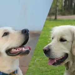 Labrador czy Golden Retriever: Wybierz psa idealnego dla siebie!