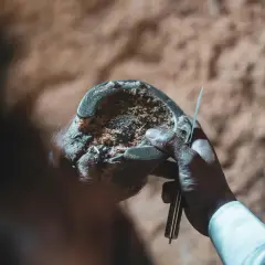 Czyszczenie kopyt u konia. Dłoń z narzędziem usuwa ziemię i trociny z podkowy.