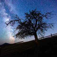 Nocne niebo pełne gwiazd i Drogi Mlecznej nad samotnym drzewem. Dowiedz się, jak zrobić zdjęcie gwiazd telefonem, by uchwycić takie cuda.