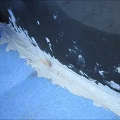 Application d'un mastic blanc pour coller du polyéthylène sur une surface bleue texturée, avec des éclaboussures sur le fond sombre.