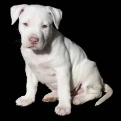Adorable cachorro pitbull raza pura, blanco como la nieve, sentado con curiosidad.