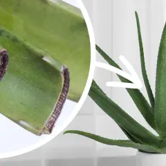 Zbliżenie na odcięte liście aloesu i wskazanie strzałką na zdrową roślinę. Dowiedz się, jak ukorzenić aloes.