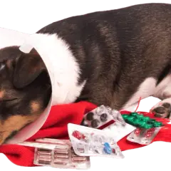 Clínica veterinaria María Jiménez: servicios y atención excepcional para tu mascota