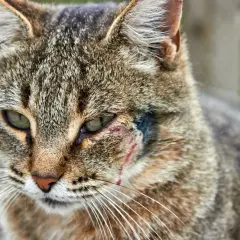 Gros plan sur un chat tigré au regard triste, avec une plaie infectée visible sur sa joue, près de l'œil.