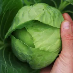 En hand håller ett stort, grönt vitkålshuvud. Det är en vacker syn för alla som vill odla vitkål.