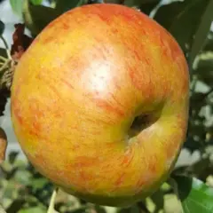 Une pomme variete de pomme reinette, jaune et rouge, mûrit sur sa branche, entourée de feuilles vertes.